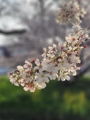 夜桜さんぽ