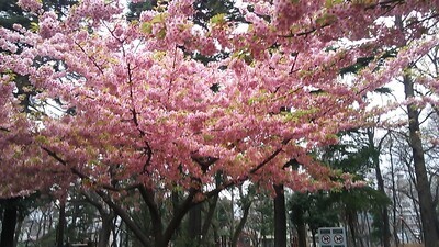 ギャラリー｜毎週開催　東京バドミントン交流会(初心者向け)