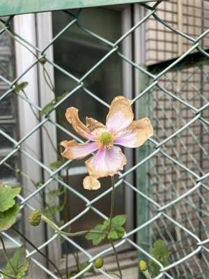ギャラリー｜樹木　植物仲間