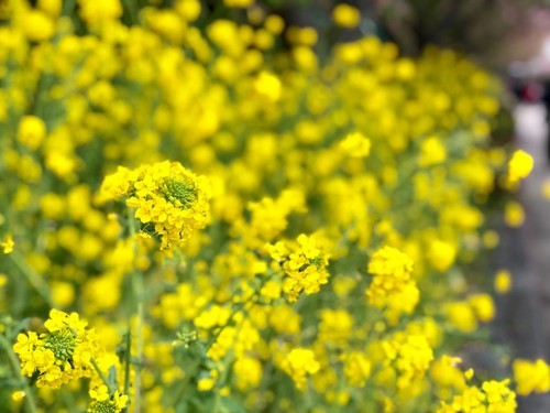 ギャラリー｜東京お散歩写真サークル