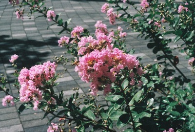ギャラリー｜あのネガフィルム
