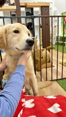 ギャラリー｜もふとも🐶