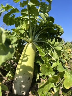 ギャラリー｜オーガニック野菜づくり交流会