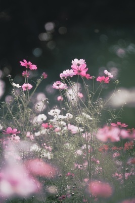ギャラリー｜findStagram