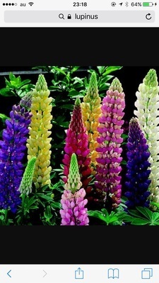 ギャラリー｜Lupinus