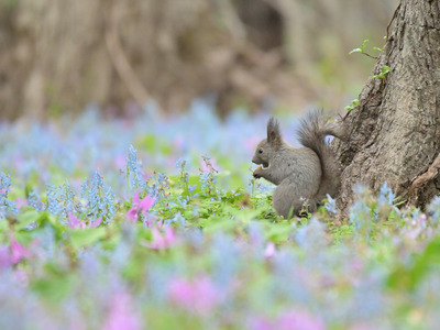 ギャラリー｜自然のなかで季節を楽しむ写真サークル🌈