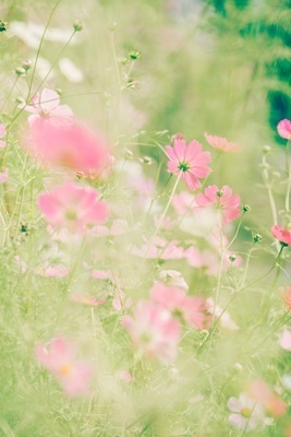 ギャラリー｜findStagram