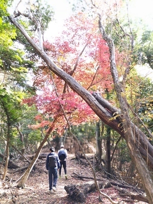 ギャラリー｜初心者登山部🏔✨