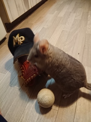 ギャラリー｜Maple Phoenix