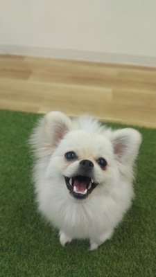 ギャラリー｜もふとも🐶