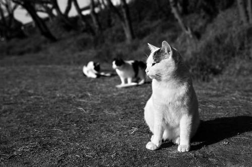 ギャラリー｜フォトサークル【35ｍｍ F1.4】
