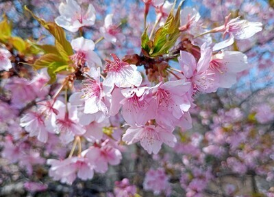 ギャラリー｜自然のなかで季節を楽しむ写真サークル🌈