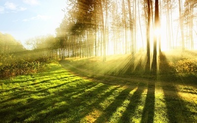 プロフィール｜Forest