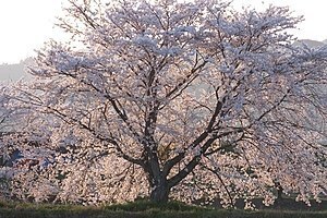 プロフィール｜リーガルバスケ