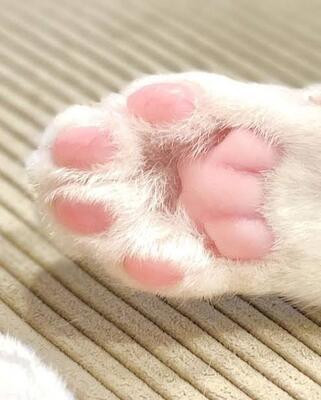 プロフィール｜PAW PAD(パウパッド)