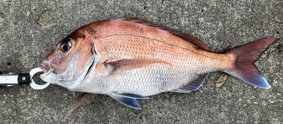 プロフィール｜千葉海釣りサークル