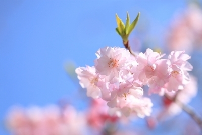 プロフィール｜🌸ブロッサム🌸