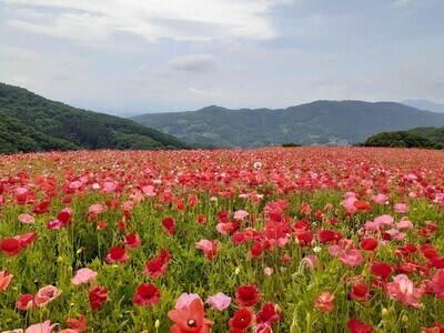 プロフィール｜関東しゃくなげ会
