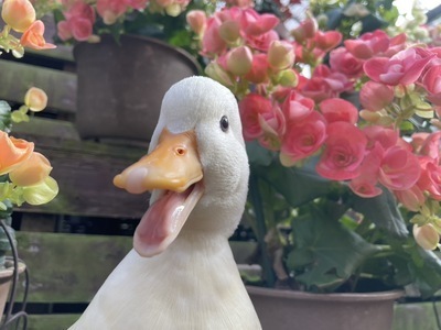 プロフィール｜和光市グミ