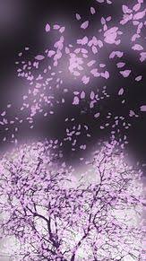 プロフィール｜Cherry blossoms