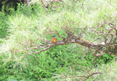 プロフィール｜野鳥観察初心者の会（バードウォッチング）