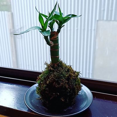 ヘッダー画像｜ピカソ