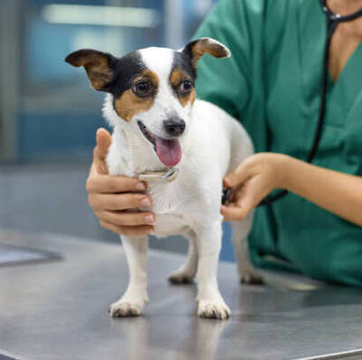 プロフィール｜Vet in Singapore