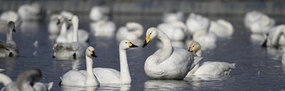 プロフィール｜鳥好きの会 つばさ