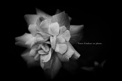 プロフィール｜写真クラブCouleur.