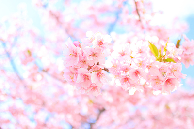 プロフィール｜綺麗な写真を撮りに行き隊！