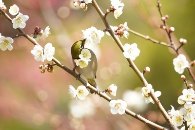 プロフィール｜野鳥観察クラブ