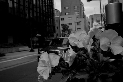 ヘッダー画像｜PHOTOCAFE